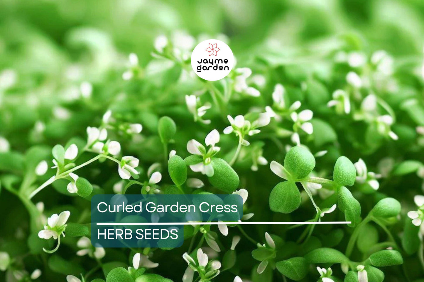 5000 Curled Garden Cress Seeds ā Heirloom, Non-GMO, Fast-Growing Herb | USA Seller