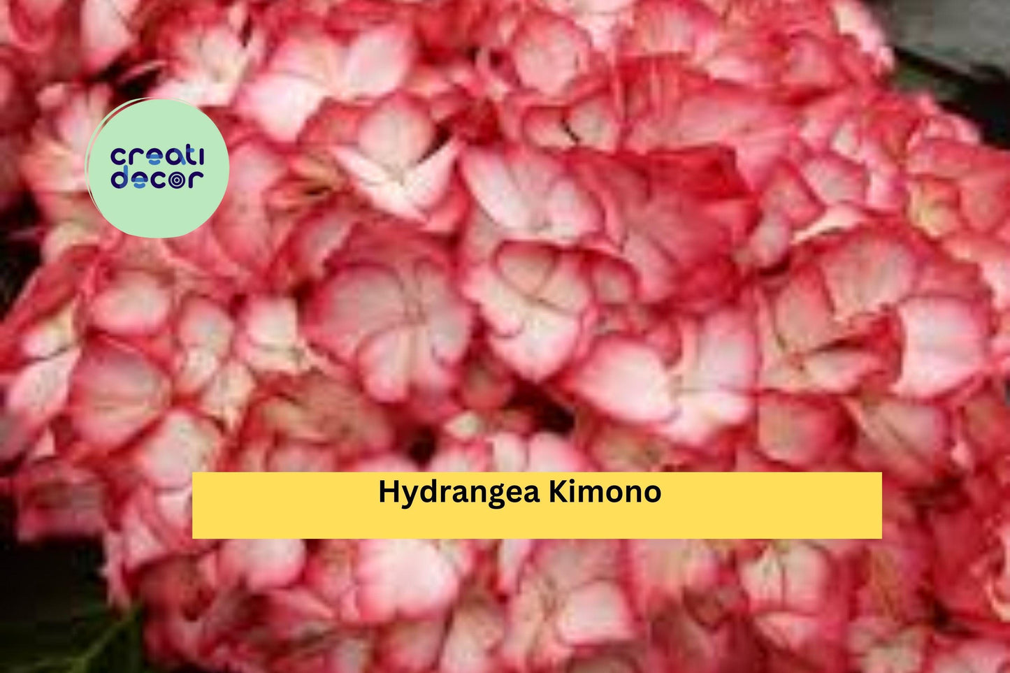 Hydrangea Kimono Starter Set | 4 Live Rooted Plants | Garden Ready Collection of Ornamental Flowering Shrubs