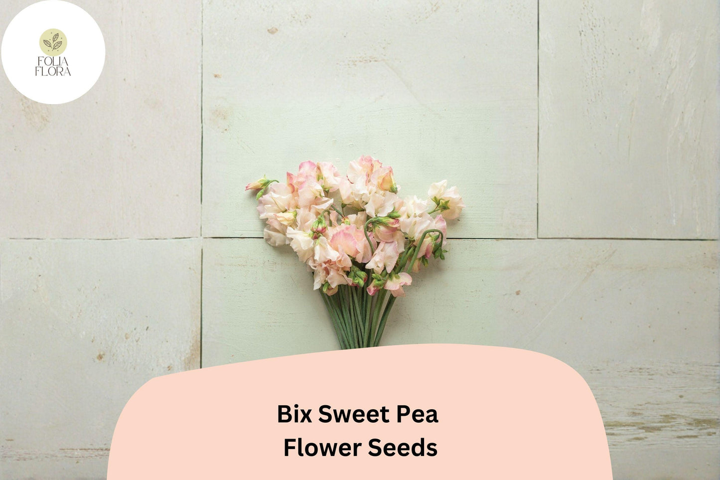 Bix Sweet Pea Seeds | Lathyrus odoratus Tall Climbing Annual Flower Vine (50+ Seeds)