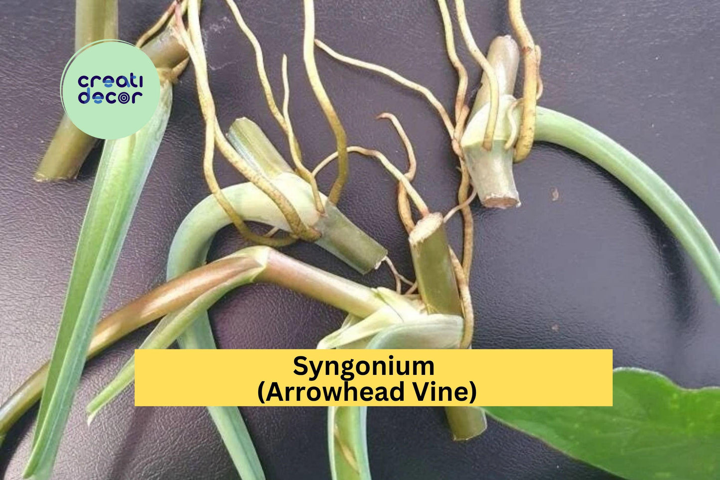 Rare Green Syngonium | 5 Air-Rooted Leaf Cuttings | Easy Propagation Indoor Plant Starter
