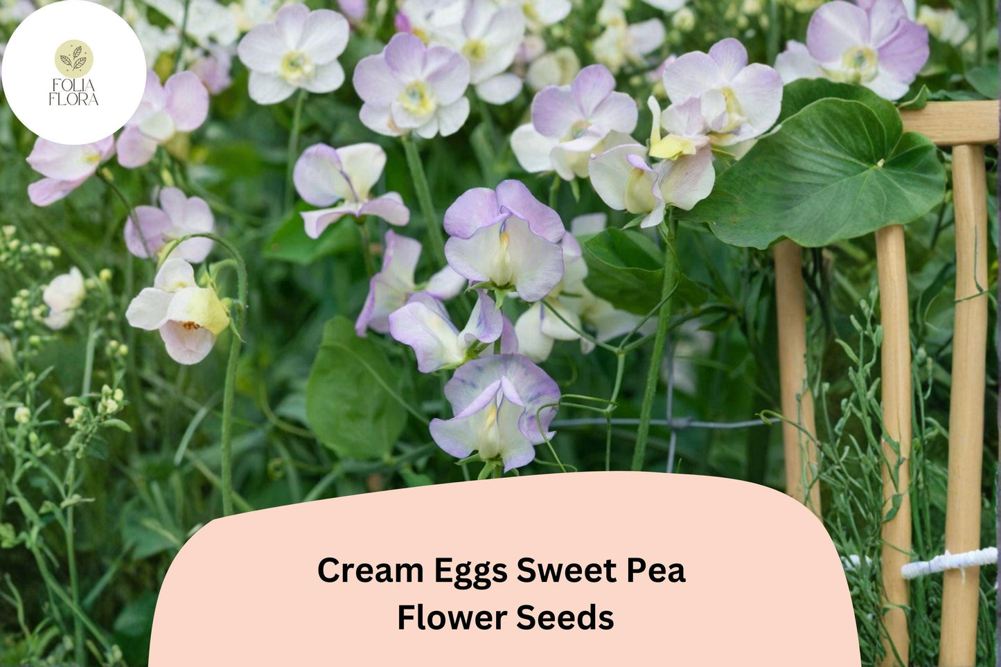 Cream Eggs Sweet Pea Seeds | Lathyrus odoratus Cream & White Blooms Garden Planting (50+ Seeds)