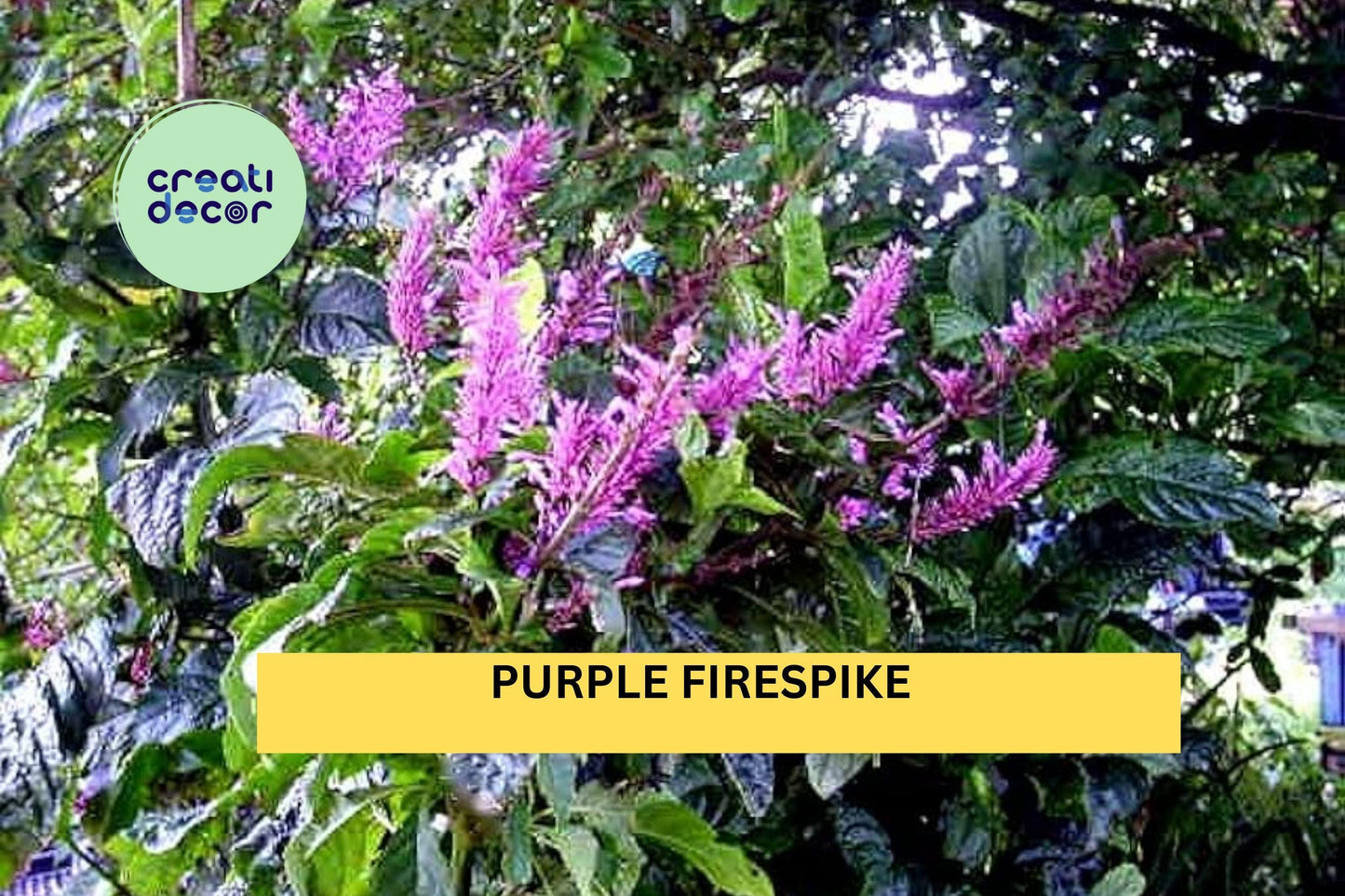 Purple Firespike Plant | Live Semi-Tropical Perennial Shrub | Odontonema cuspidatum Starter with Bold Purple Flower Spikes