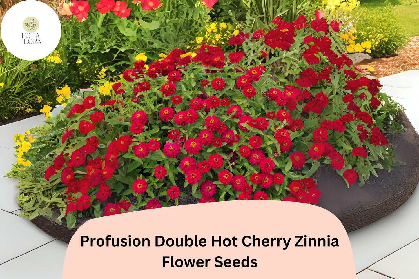 Profusion Double Hot Cherry Zinnia Seeds: Compact Cherry-Pink Blooms