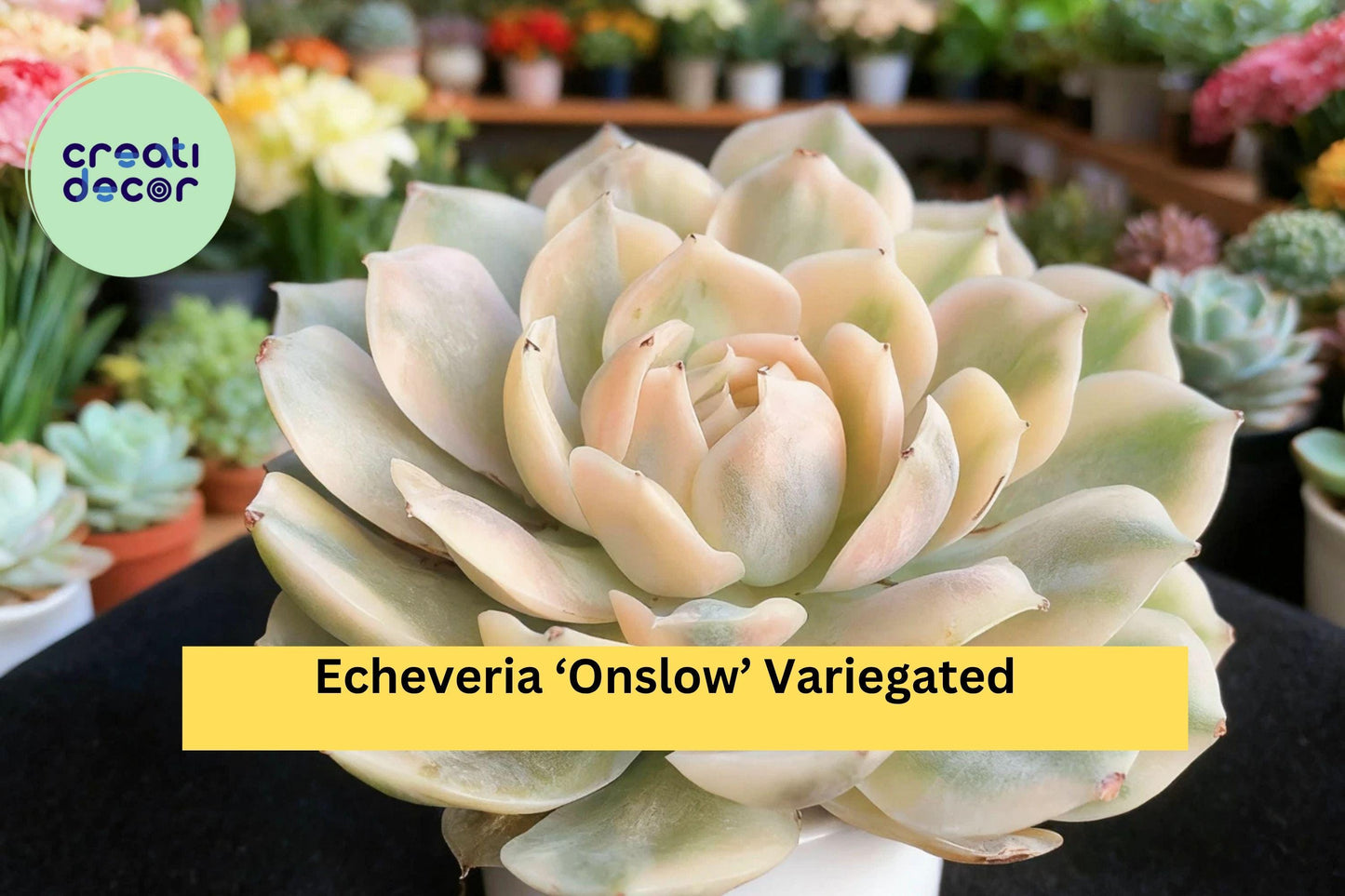 Echeveria ‘Onslow’ Variegated – Rare Bare Root Succulent – Easy Care Live Plant for Indoor Decor, Terrarium, or Garden Collection