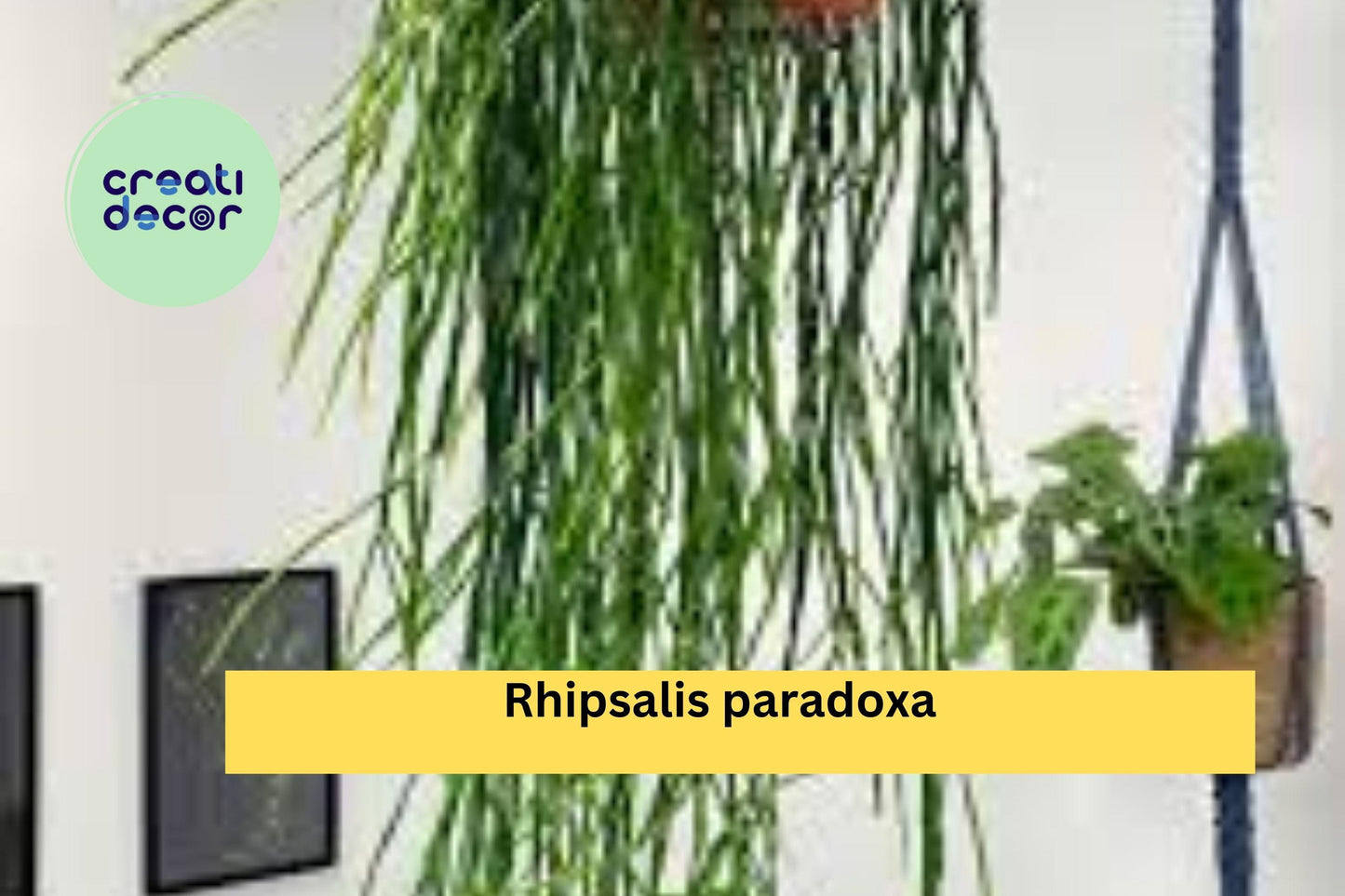 Rhipsalis paradoxa | 3 Live Plant Cuttings | Trailing Epiphytic Cactus for Hanging Baskets or Indoor Containers