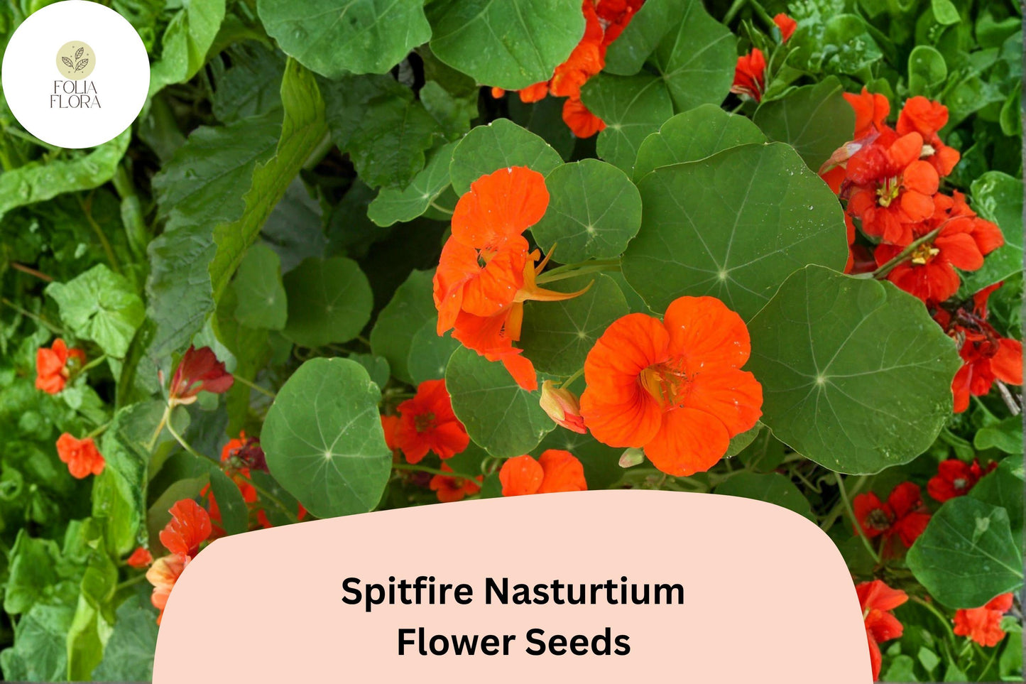50+ Spitfire Nasturtium Seeds | Tropaeolum majus | Fiery Red-Orange Blooms | Trailing Annual Flower for Garden