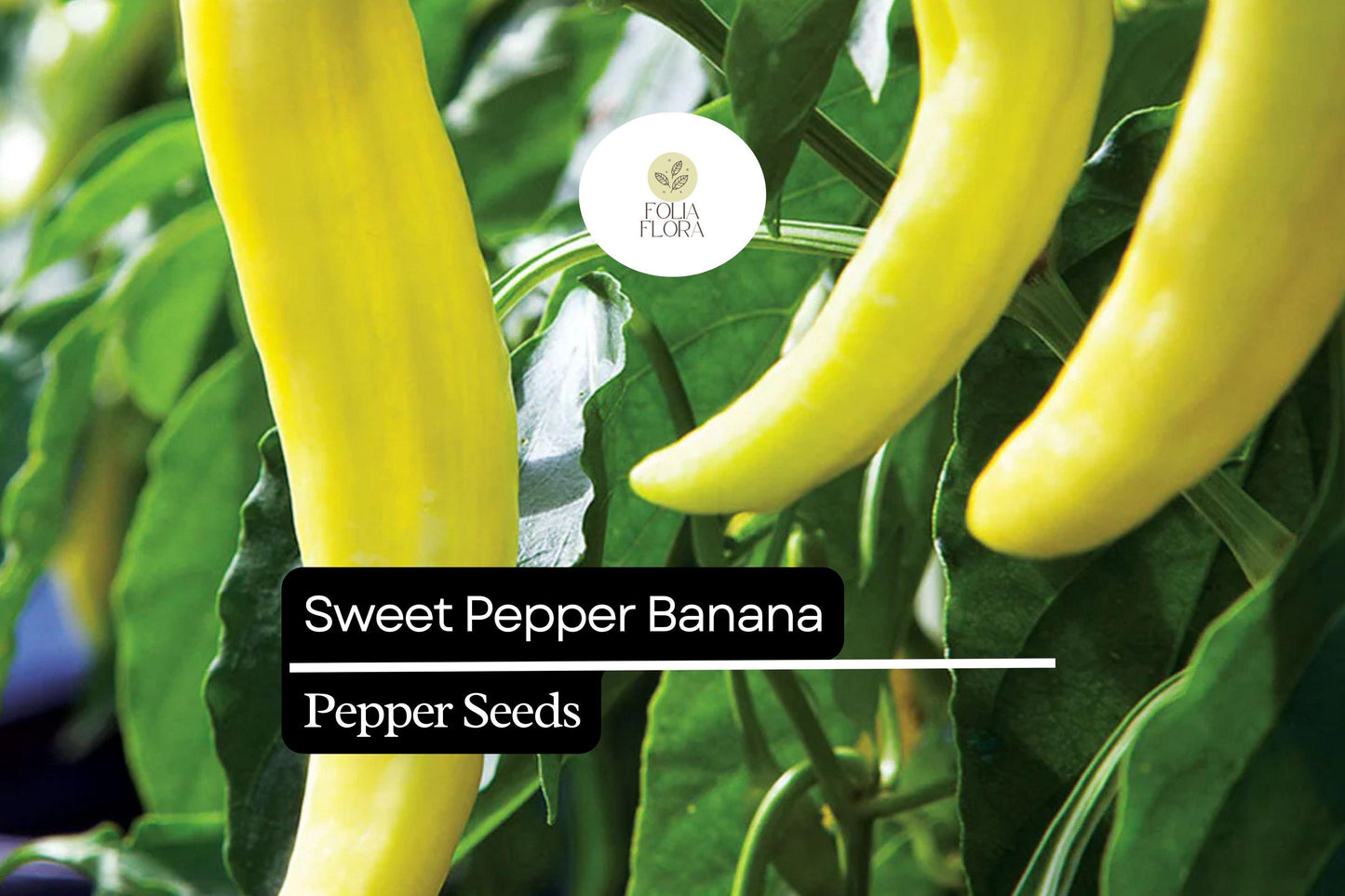 25 Sweet Banana Pepper Seeds – Capsicum annuum – Heirloom, Mild & Sweet, High-Yielding, Non-GMO