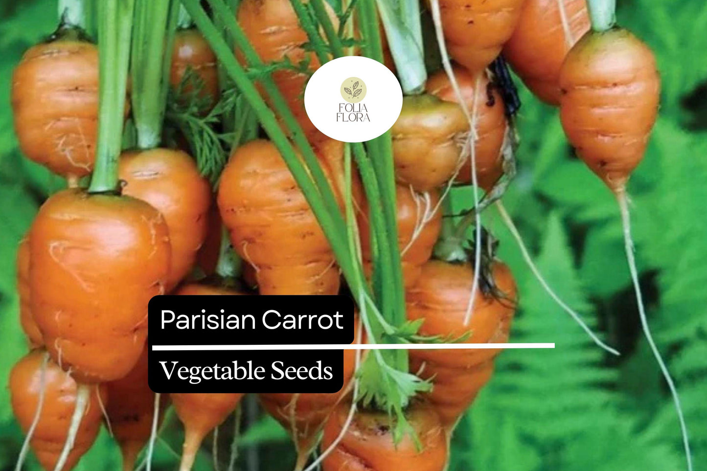 300 Seeds Parisian Carrot (Daucus carota) – Small, Round Heirloom Variety for Gourmet Gardens