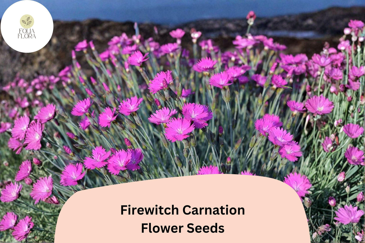 200+ Firewitch Carnation Seeds: Fragrant Pink Blooms, Hardy Perennial Garden Flowers