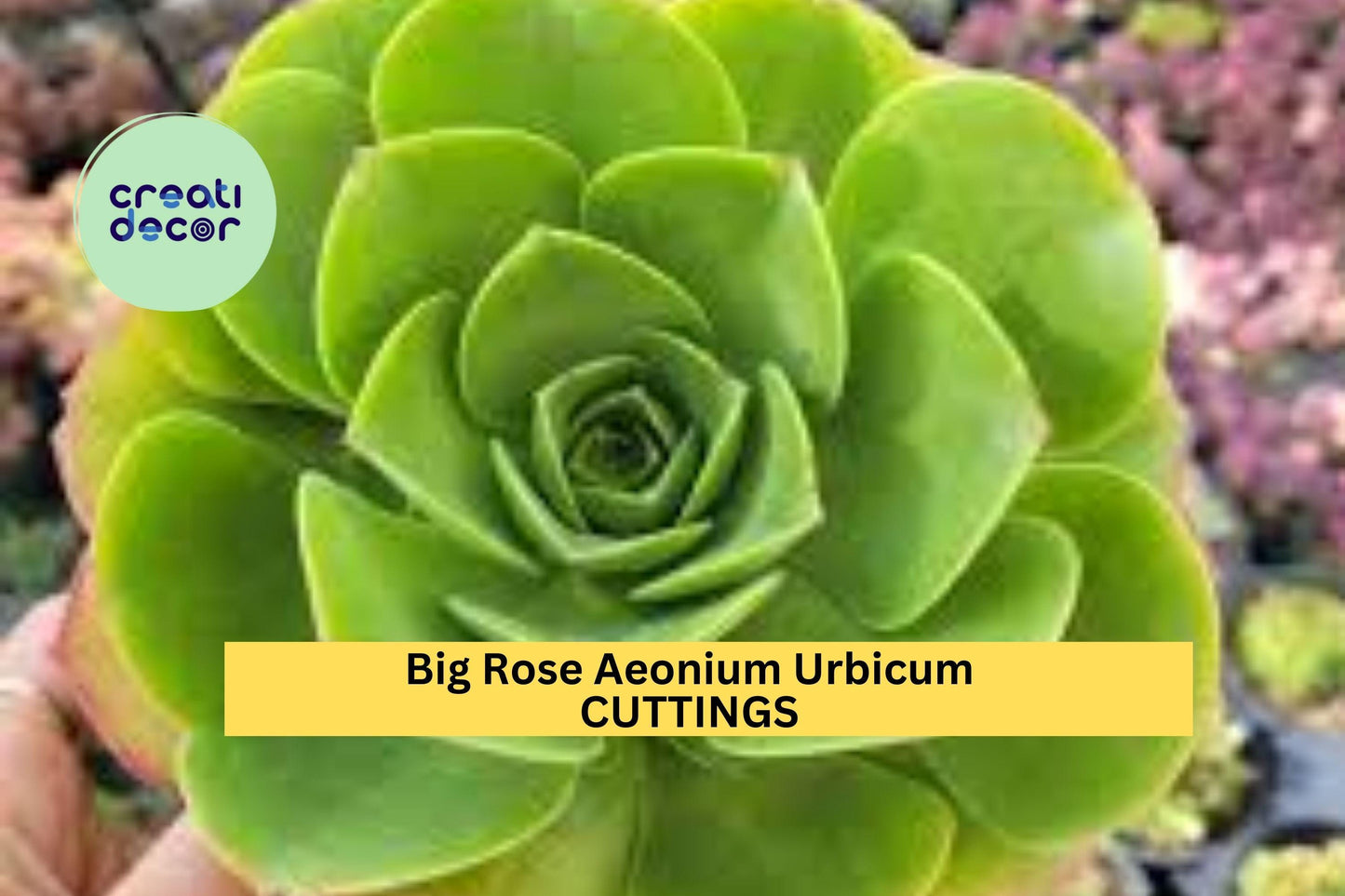 3 Aeonium Urbicum Cuttings – 6–8” Rose-Shaped Rosettes | Salad Bowl Variety | Unrooted Succulent for Pots, Rock Gardens, or Landscaping