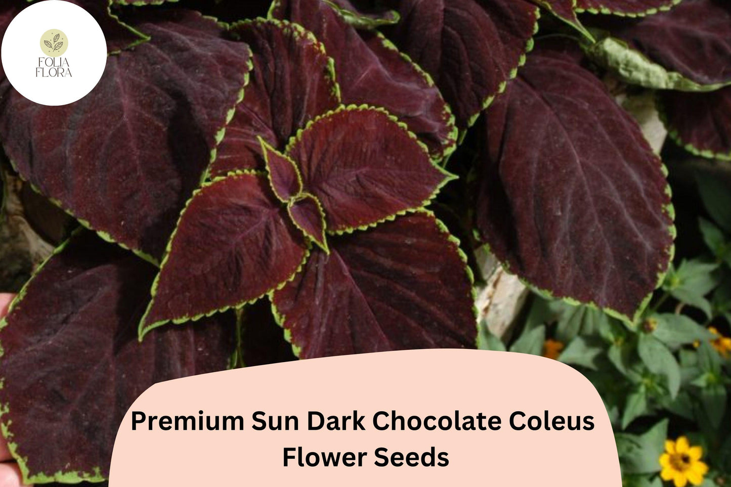 25+ Sun Dark Chocolate Coleus Seeds for Planting | Premium Shade Plant | Deep Brown Foliage Annual | Garden Bedding Seeds