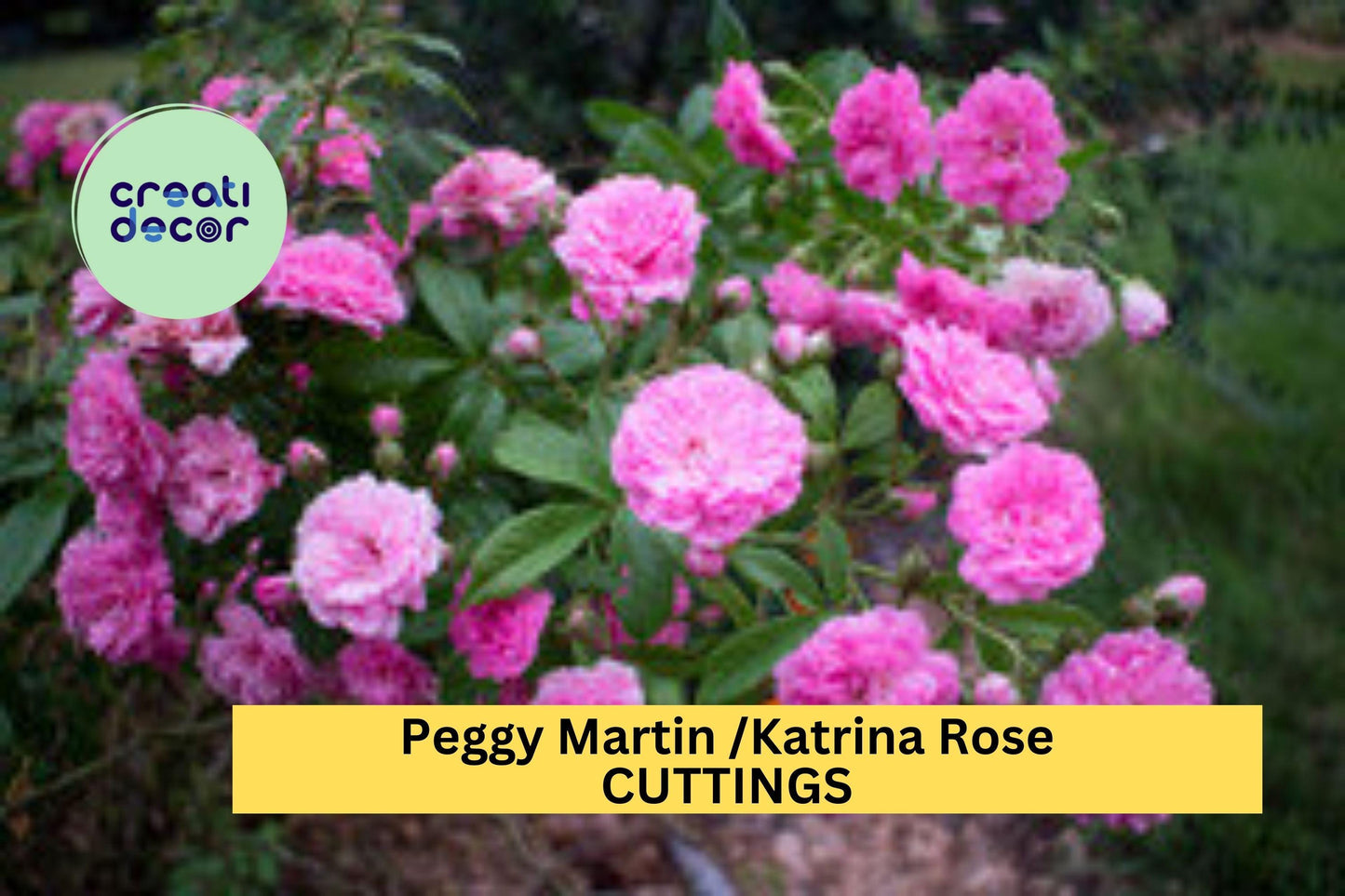 5 Peggy Martin Climbing Rose Cuttings – Thornless Pink Heirloom Variety – Easy to Grow Unrooted Stems – Garden Trellis Rose – USA