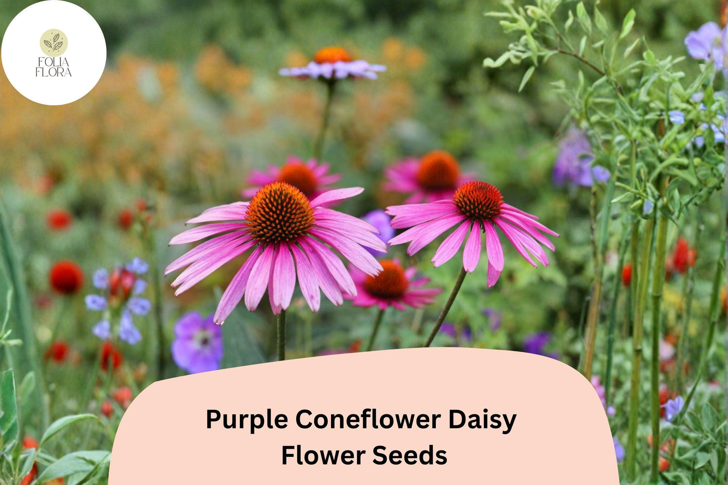 200+ Purple Coneflower Daisy Seeds | Echinacea purpurea | Vibrant Garden Blooms | Easy to Grow Perennial Flowers