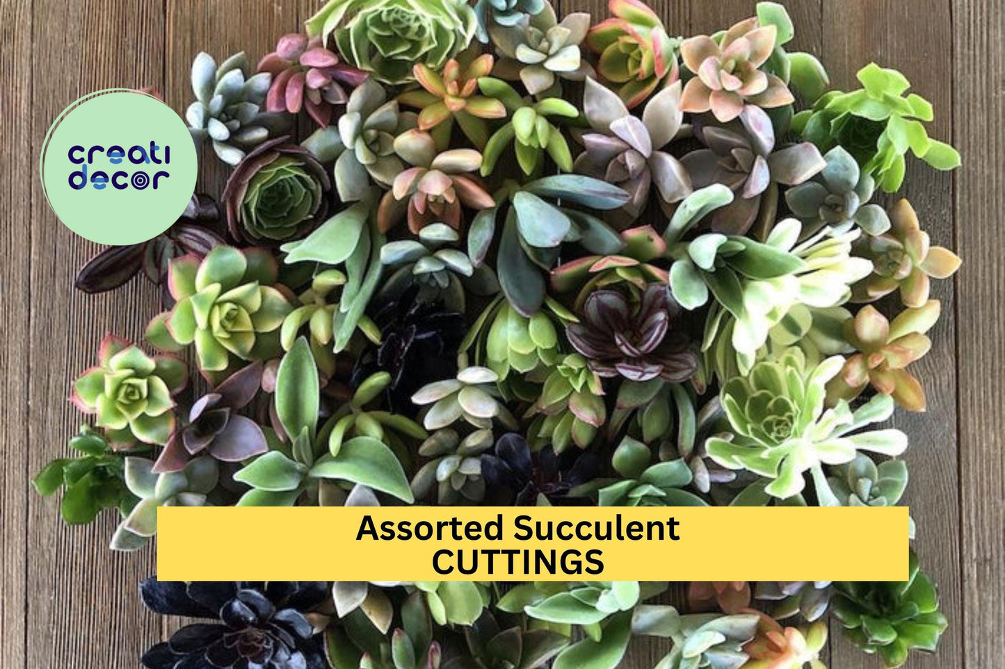 20 Assorted Succulent Cuttings – 18 Varieties | Unrooted Mixed Cuttings for DIY Gardens, Pots, Terrariums, or Party Favors