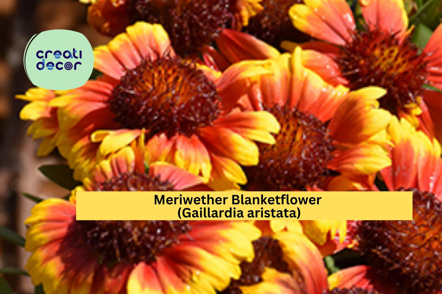 Meriwether Blanketflower Seeds (Gaillardia aristata) – 25 Native Wildflower Seeds | Drought-Tolerant | Yellow-Red Blooms