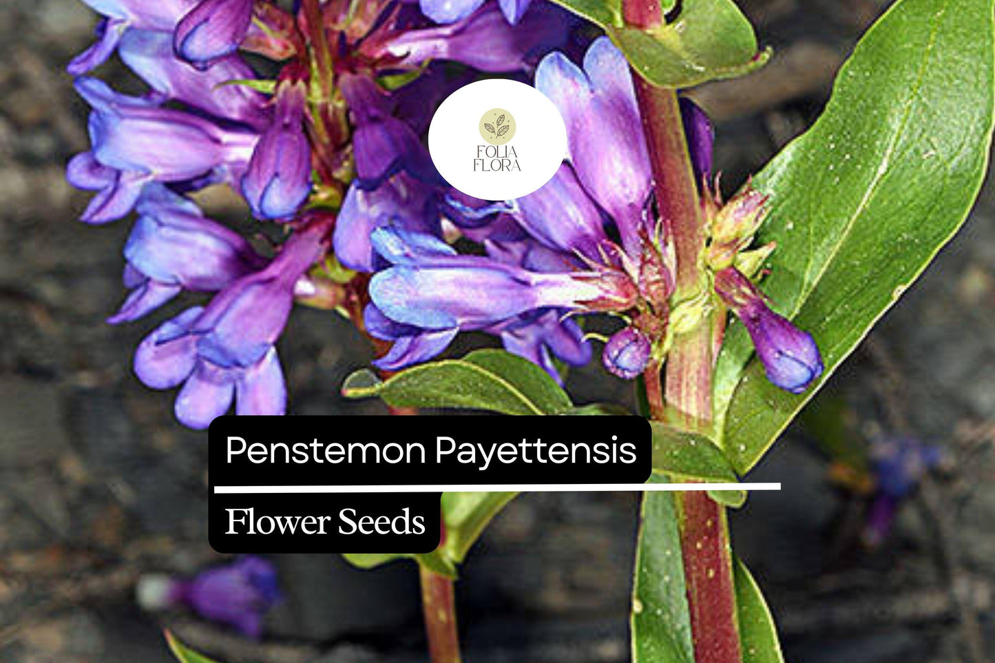 100mg Penstemon payettensis - Payette Penstemon Seeds, Rare Native Wildflower for Pollinator Gardens
