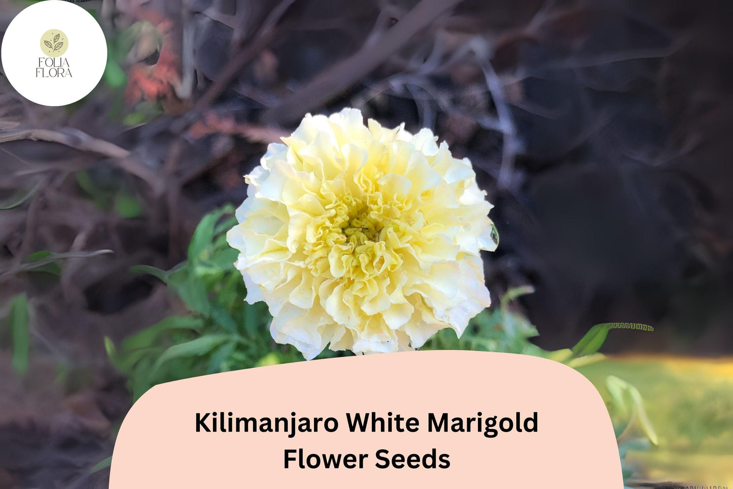 25+ Kilimanjaro White Marigold Seeds | Tagetes erecta | Tall African Marigold | Elegant Cream-White Blooms for Garden Planting