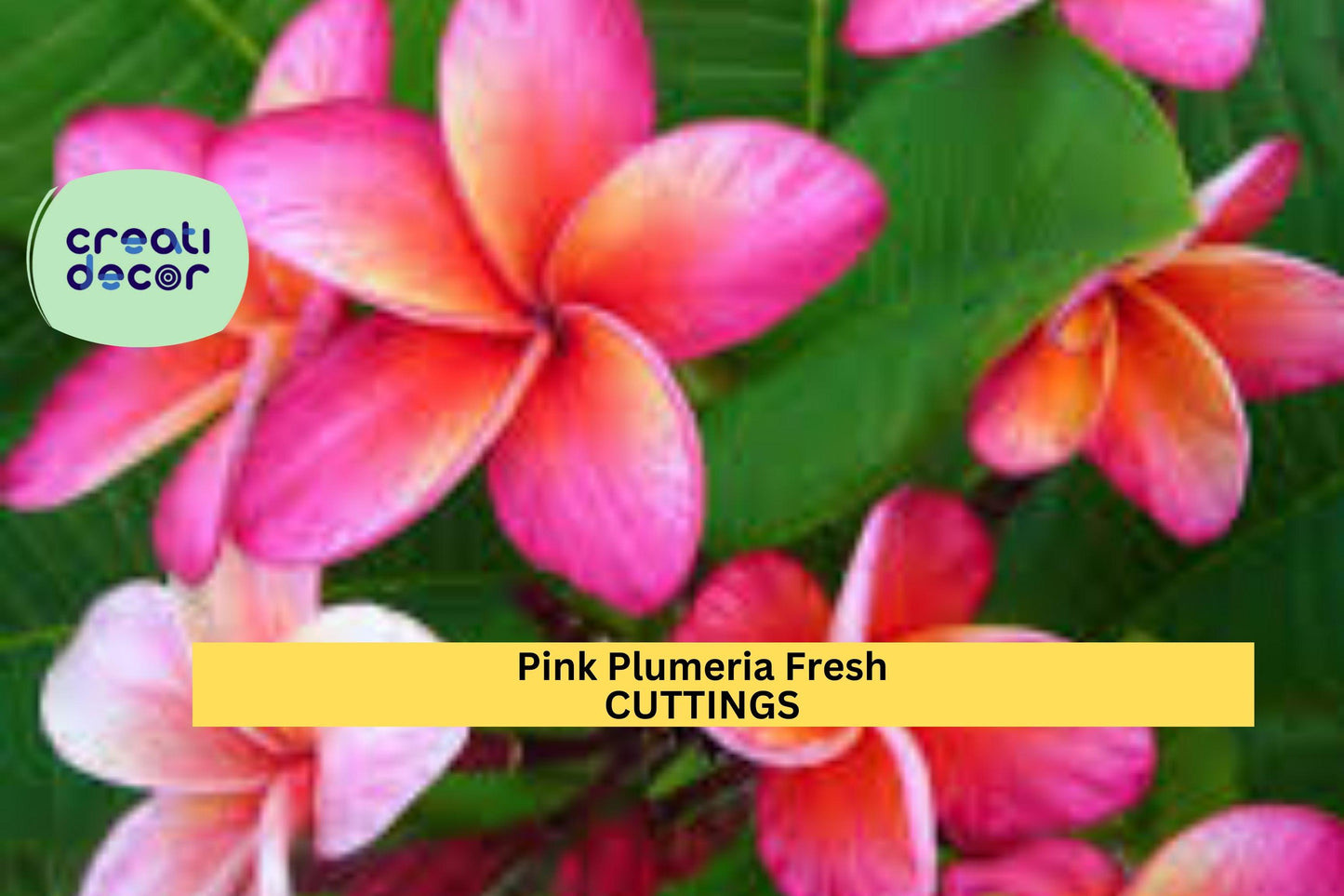 25 Pink Plumeria Cuttings – 10" Unrooted Single-Head Stems | Frangipani Tropical Flower for Propagation in Pots or Garden Beds