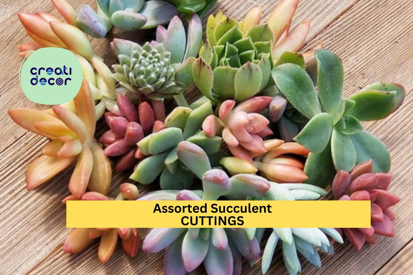 20 Assorted Succulent Cuttings | 18 Varieties Starter Set | Mix of Echeveria, Sedum, Jade, Crassula | DIY Gardens, Gifts, Decor