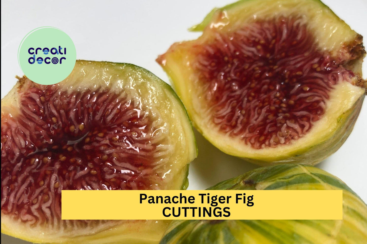 2 Panache Tiger Fig Cuttings | Ficus Carica Rare Starter Wood | Grow Sweet Striped Figs