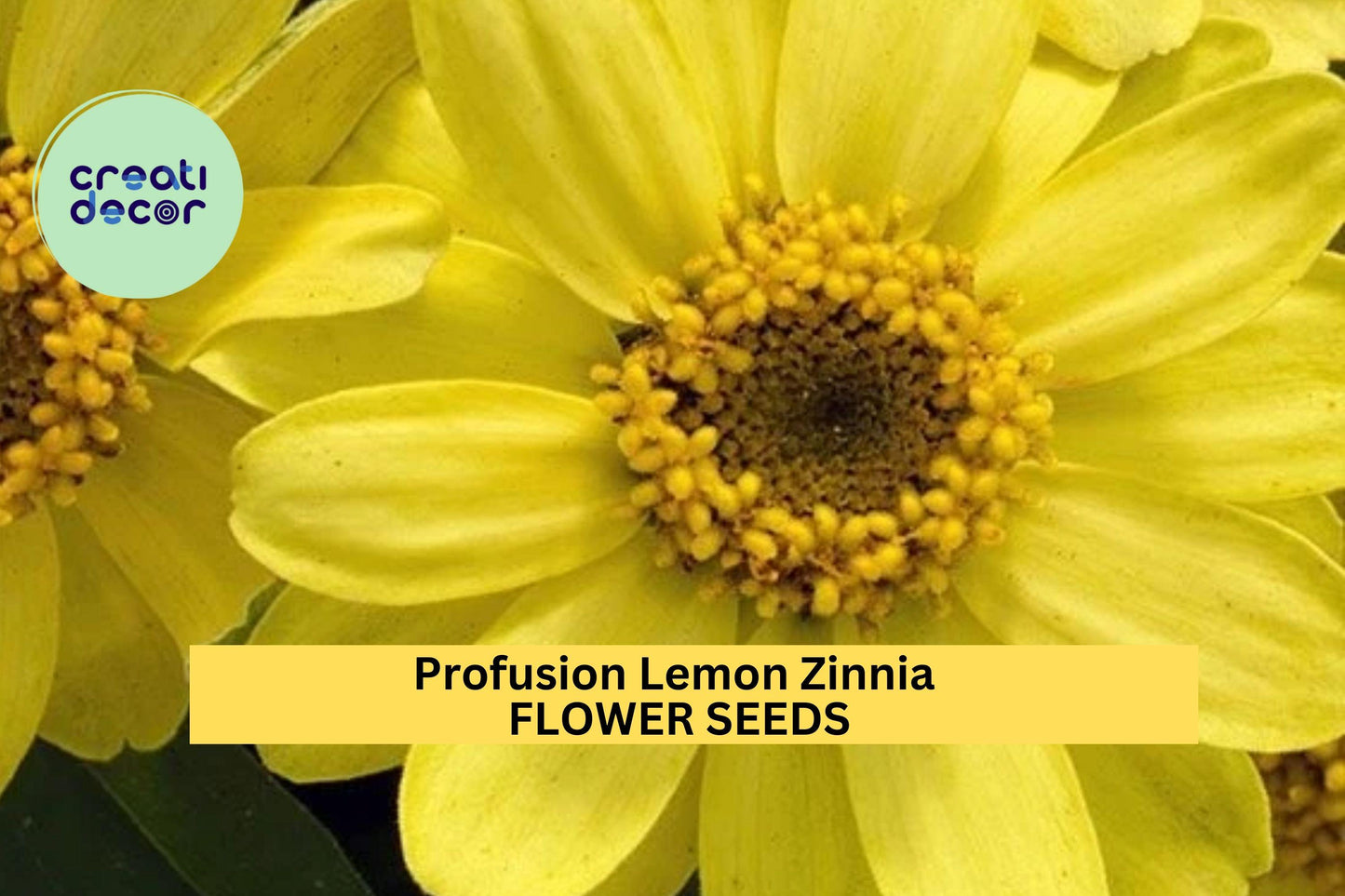 100+ Profusion Lemon Zinnia Seeds – Soft Yellow Blooms for Garden Planting, Compact Annuals for Borders, Beds & Containers – USA