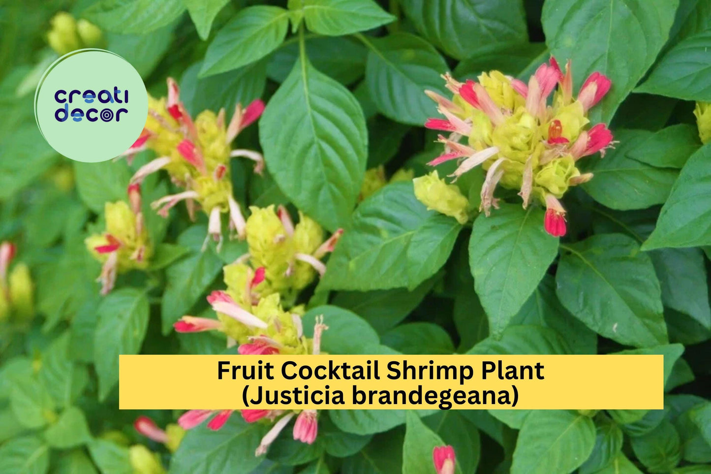 Fruit Cocktail Shrimp Plant | Justicia brandegeana | Live Rooted Starter Ornamental Plant