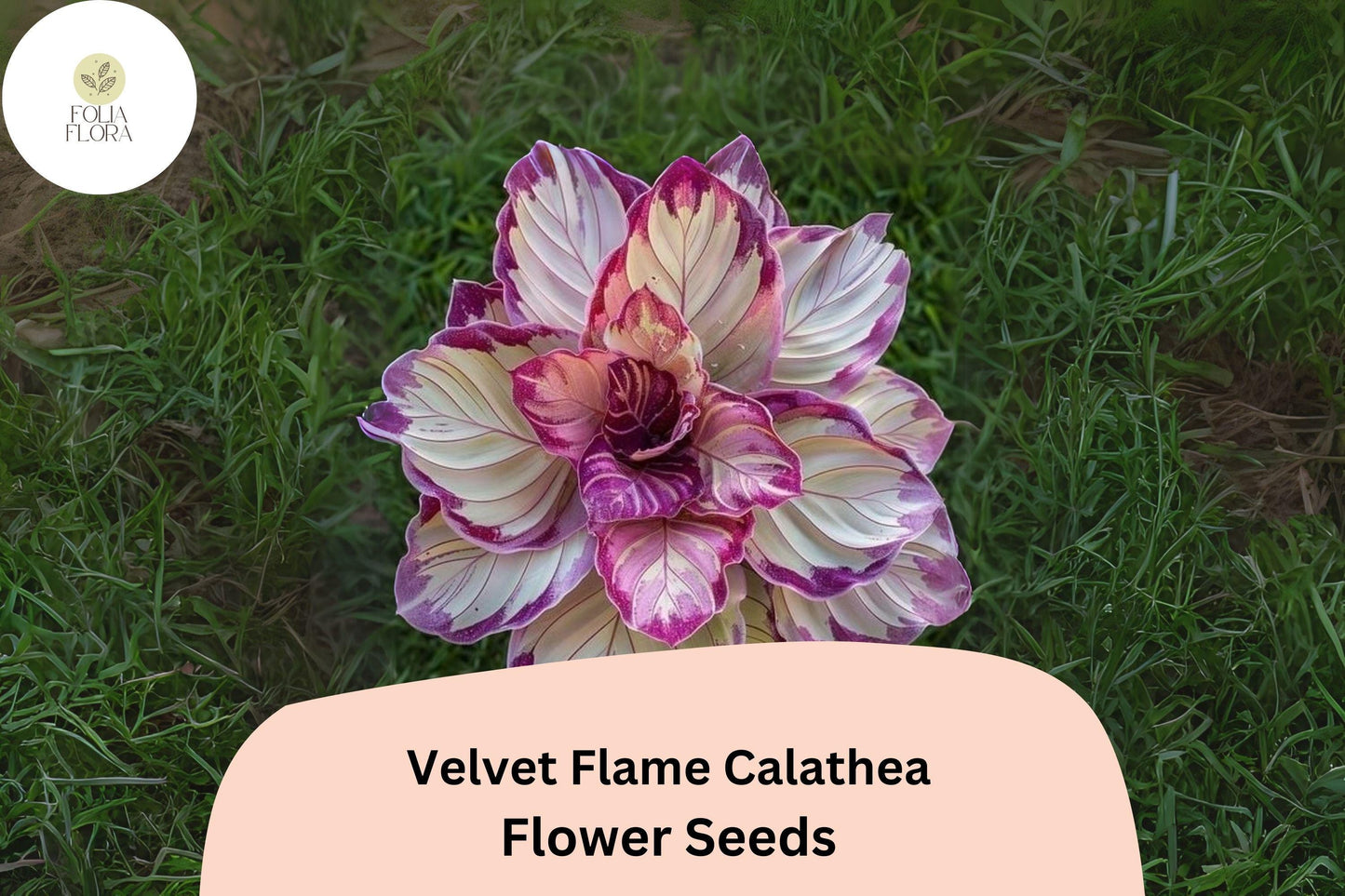 Velvet Flame Calathea Seeds (Calathea sp.) | 25+ Seeds | Exotic Tropical Foliage for Home & Garden