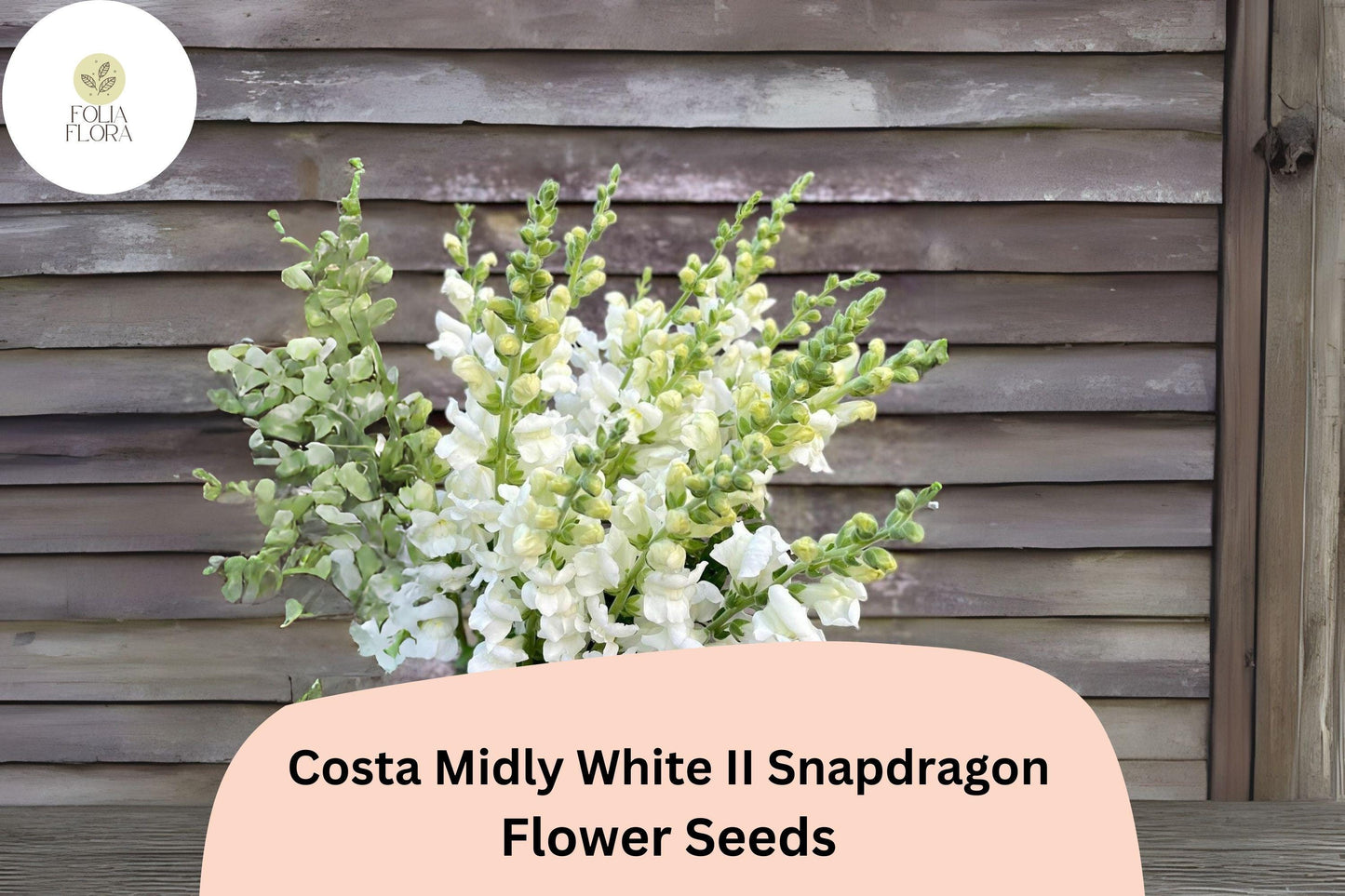 Costa Midly White II Snapdragon Seeds (Antirrhinum majus) | 1000+ Seeds | Elegant White Blooms for Garden & Cut Flowers