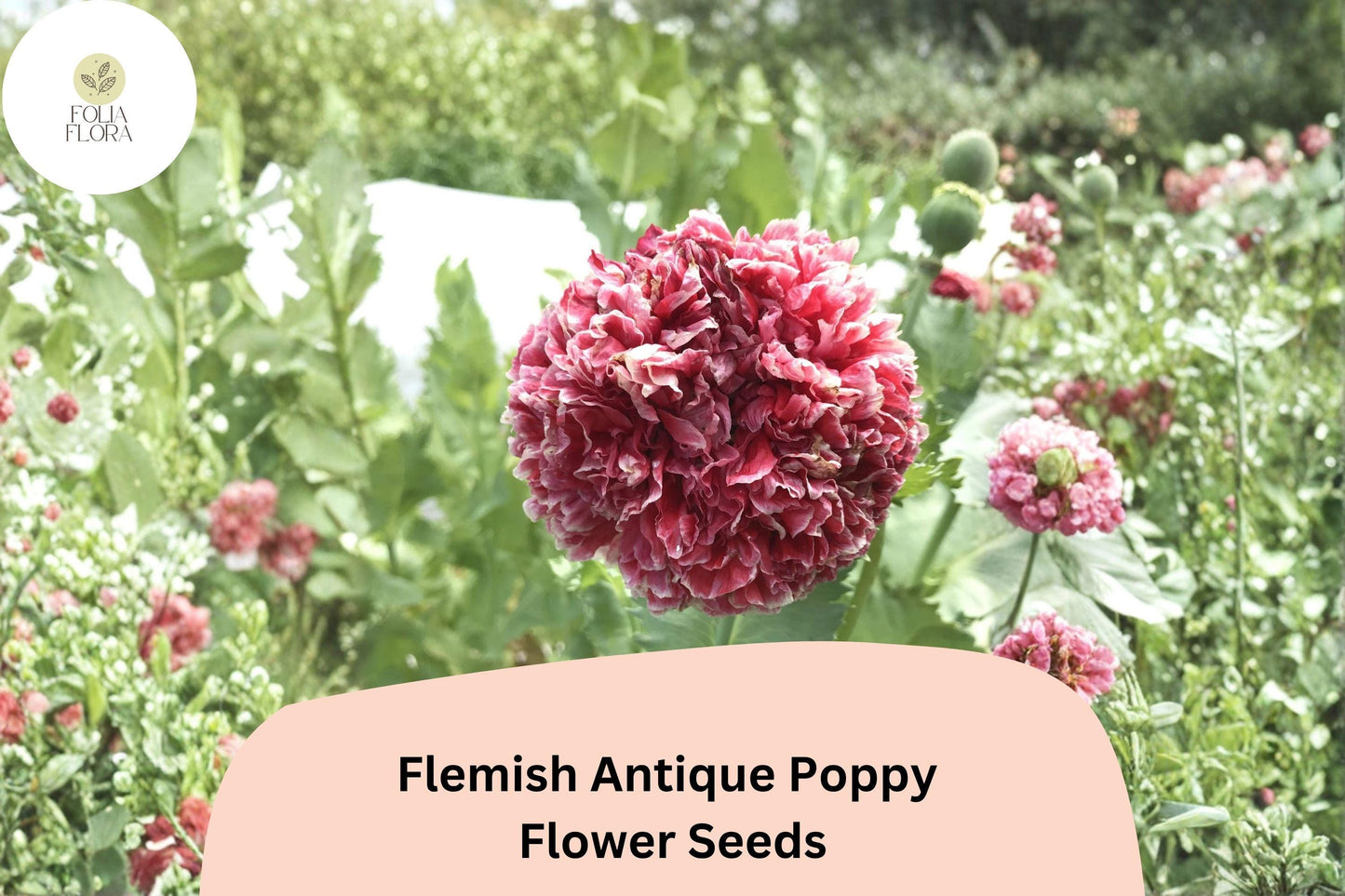 200+ Flemish Antique Poppy Seeds for Garden Planting – Frilled Cream & Red Blooms, Easy to Grow Flowers