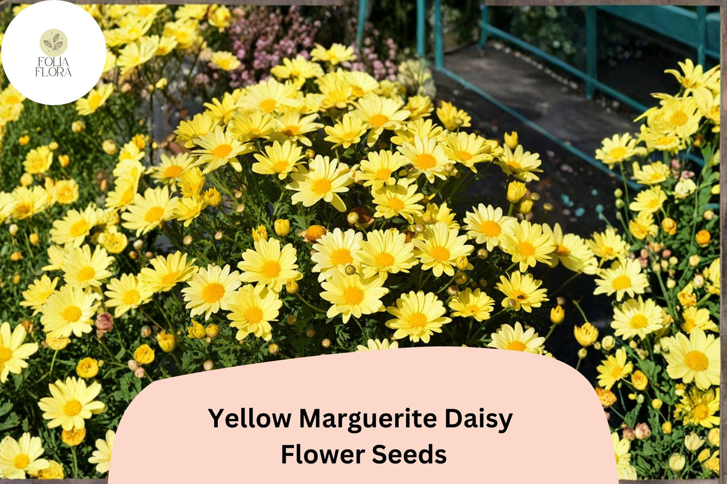 200+ Yellow Marguerite Daisy Seeds | Argyranthemum frutescens | Bright Golden Blooms | Easy Garden Flower for Pots & Beds