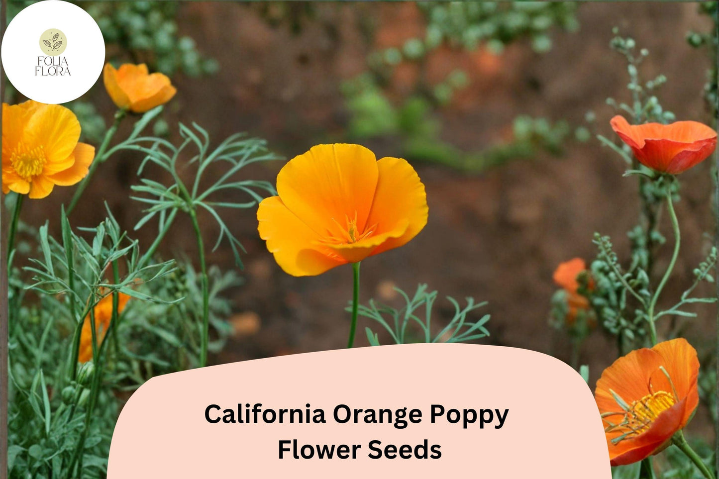 200+ California Orange Poppy Seeds for Garden Planting - Vibrant Wildflowers