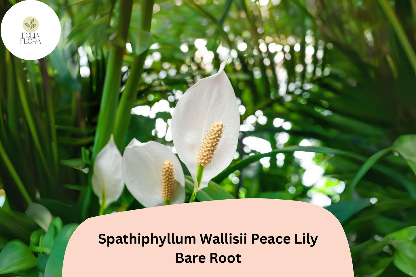 Peace Lily Plant Spathiphyllum wallisii | 1 Live Bare Root 6–12” White Flower Houseplant