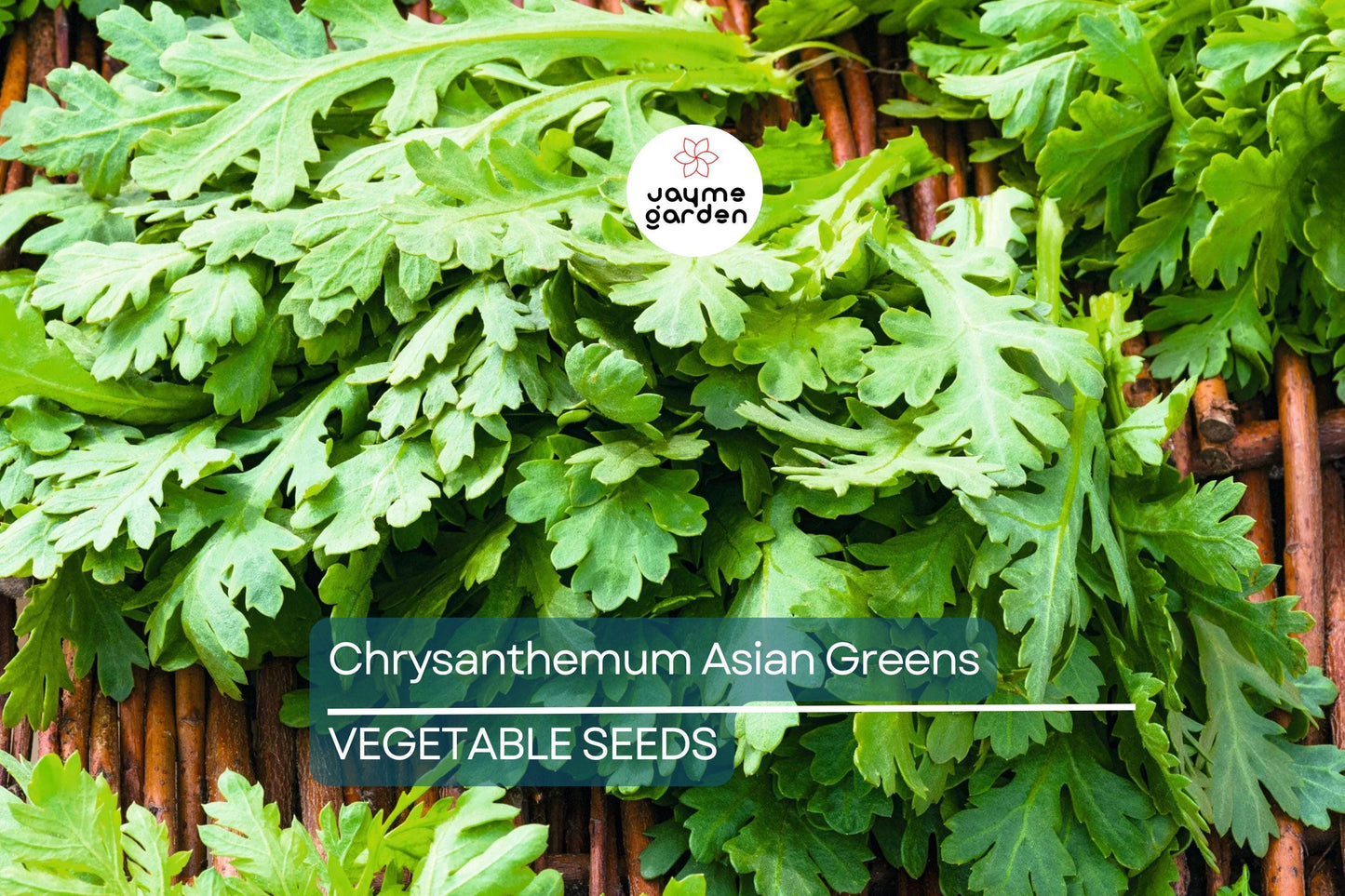 500 Shungiku Seeds - Edible Chrysanthemum - Asian Greens - Tongho - Choy Suy - Garland Chrysanthemum - Cool Season Salad Green