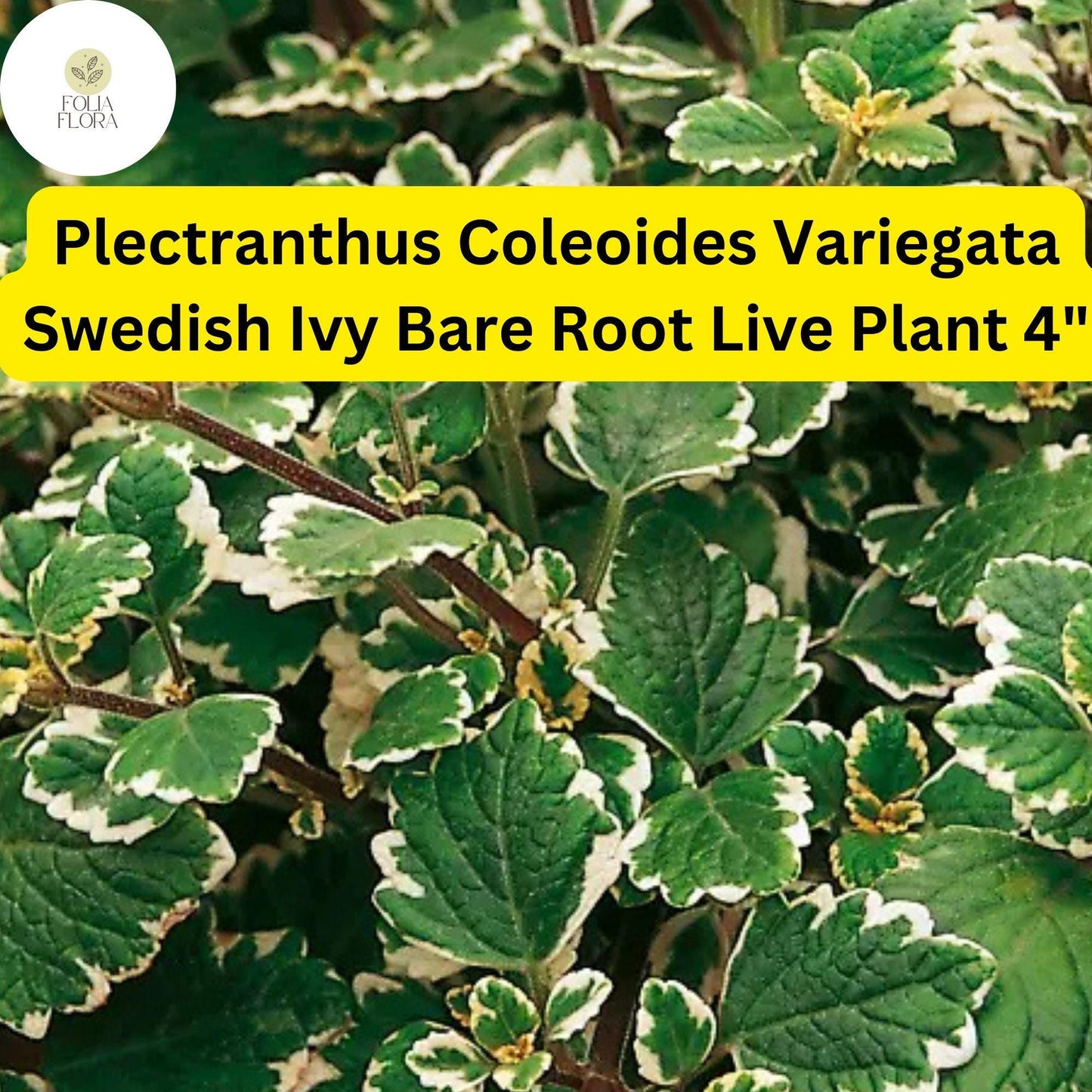 Plectranthus coleoides ‘Variegata’ | 1 Bare Root 4" Live Swedish Ivy Plant | Fragrant, Trailing, Easy-Care, Variegated Foliage