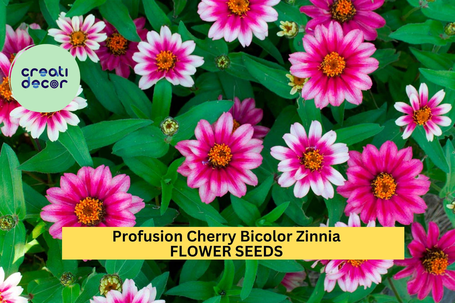 Profusion Cherry Bicolor Zinnia Seeds – 100+ Seeds – Compact Summer Blooms for Pollinator Gardens, Containers, and Borders – USA