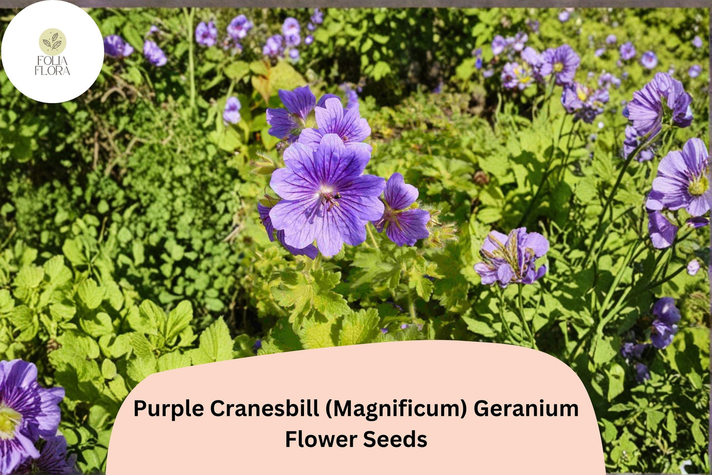 25+ Purple Cranesbill (Magnificum) Geranium Seeds | Hardy Perennial | Purple Blooms for Garden Borders & Rock Gardens