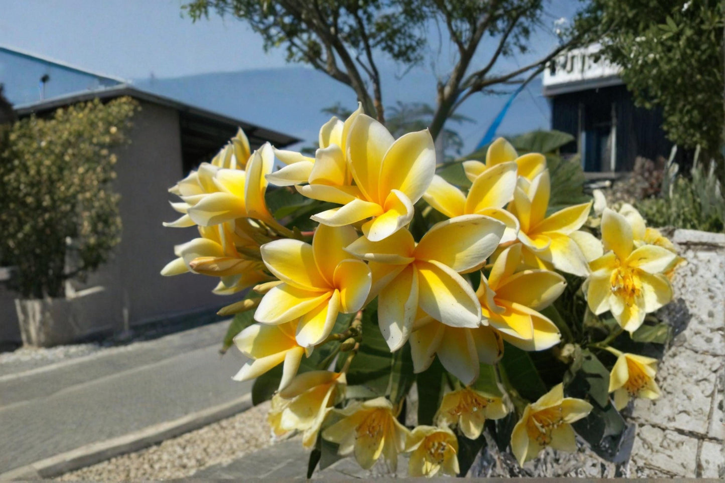 Yellow Plumeria 1 Cutting 9-12 Inches (Plumeria spp.) Fragrant Frangipani
