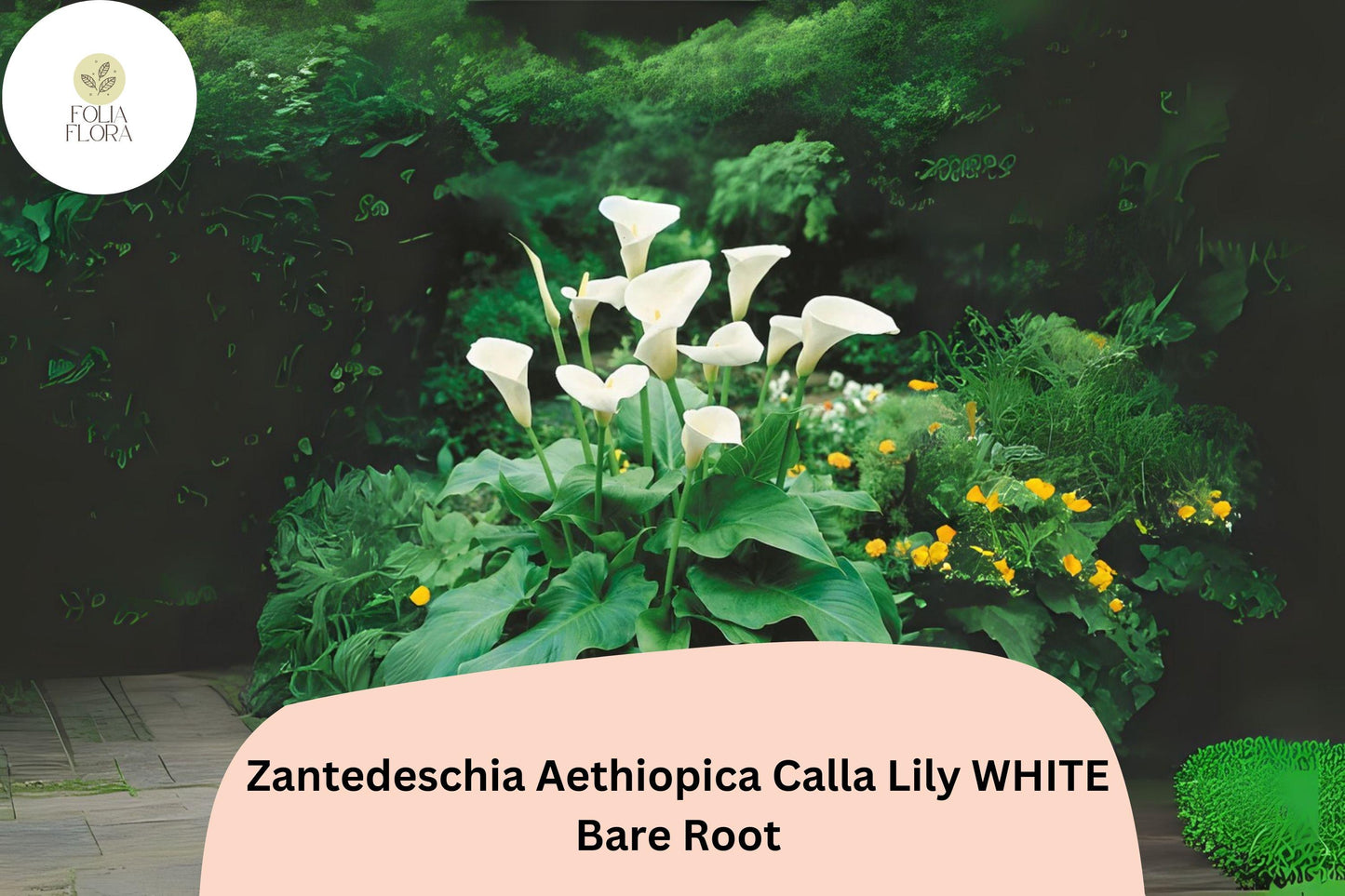 Zantedeschia aethiopica White Calla Lily | 5 Live 2” Plants Florist Quality Flower