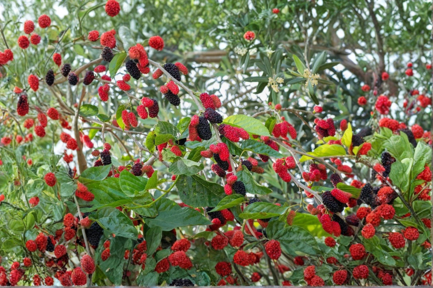 Red Mulberry 12 Cuttings 6-8" (Morus rubra) Unrooted Fruit Tree