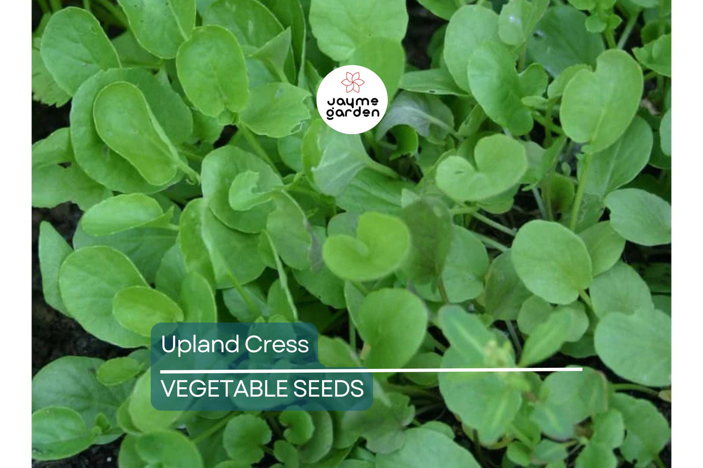 4000 Upland Cress Seeds ā Early Cress, Creasy Greens, Heirloom, Non-GMO | USA Seller, Fast-Growing Leafy Green