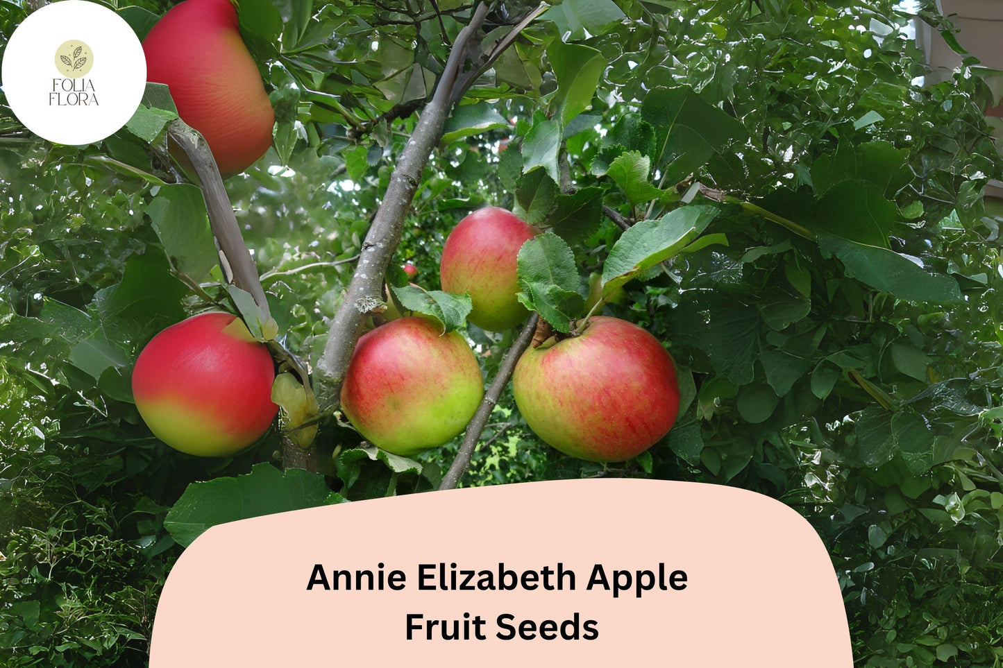 25+ Annie Elizabeth Apple Seeds | Malus domestica | Hardy Heritage Cooking Apple | Grow Fruit Tree from Seed | Cold Climate Friendly