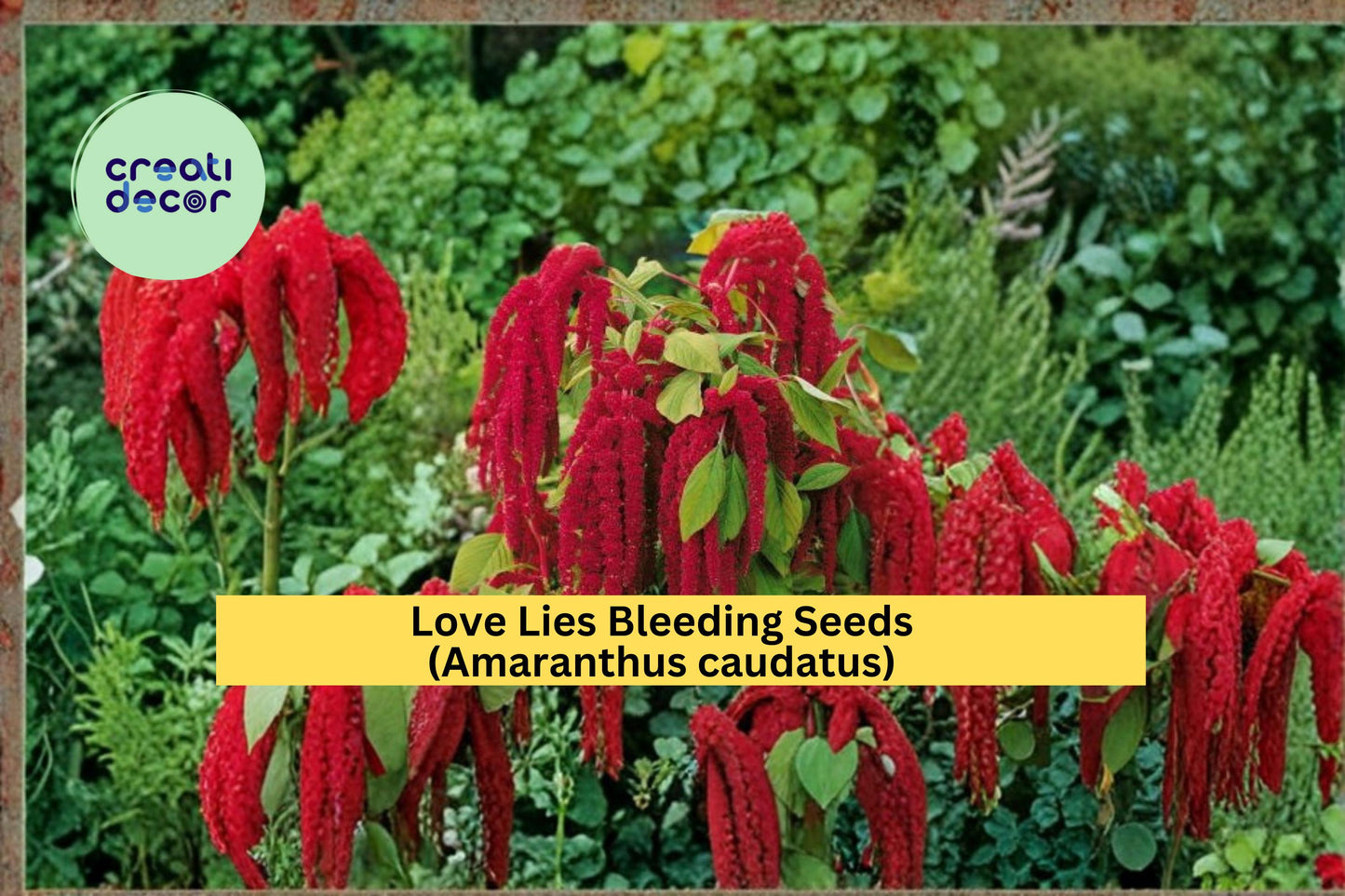 Love Lies Bleeding Seeds Amaranthus caudatus 100 Count Dramatic Red Hanging Flower Garden Plant Seeds