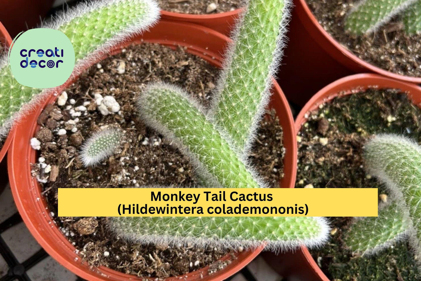 Monkey Tail Cactus Live Plant – Hildewintera colademononis 4" Pot, Fuzzy Hanging Cactus with Long Tails, Unique Succulent for Indoor Display