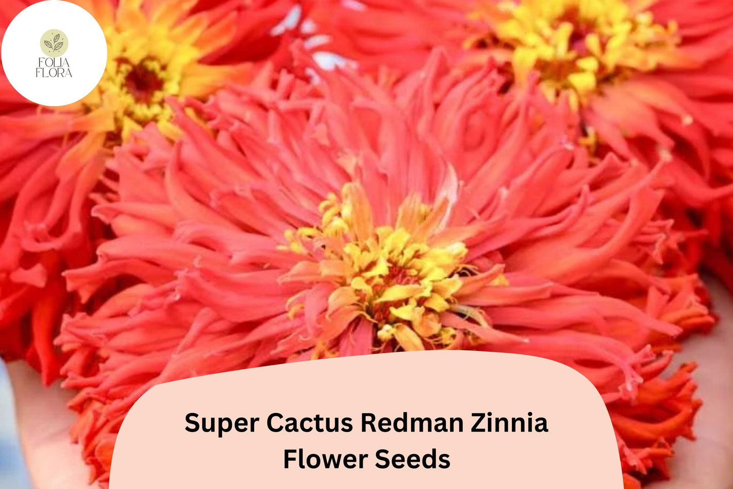 100+ Super Cactus Redman Zinnia Seeds – Bold Red Spiky Bloom Annual Flowers for Garden Planting & Cut Gardens