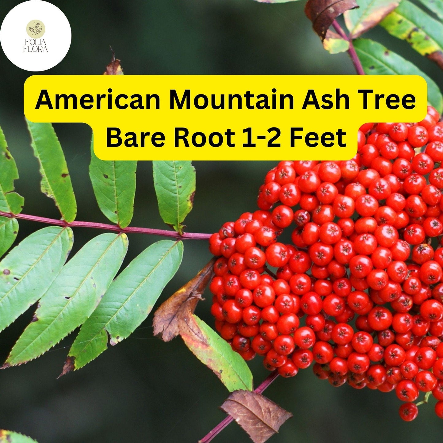 2 American Mountain Ash (Sorbus americana) – Live Bare Root Trees 1-2 Feet