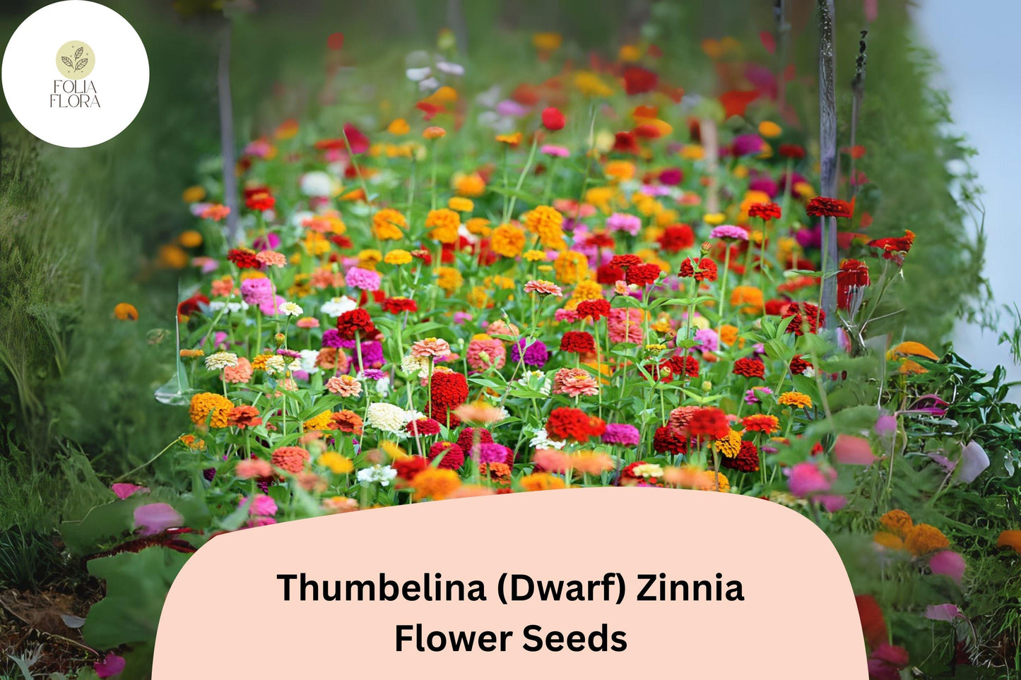100+ Thumbelina Dwarf Zinnia Seeds – Compact Non-GMO Annual Flowers for Garden Planting, Pots & Borders