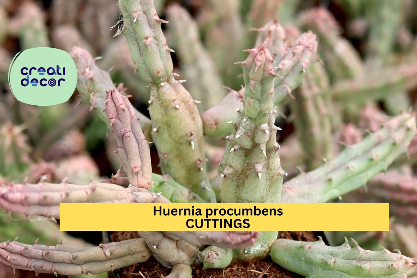 Huernia procumbens Cuttings (3) | Unrooted Succulent Starter | Stapeliad Plant | Unique Star-Shaped Blooms | Easy to Propagate
