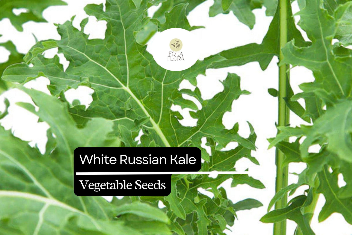 200 Seeds White Russian Kale (Brassica napus) – Tender, Sweet, and Frost-Hardy Kale Variety