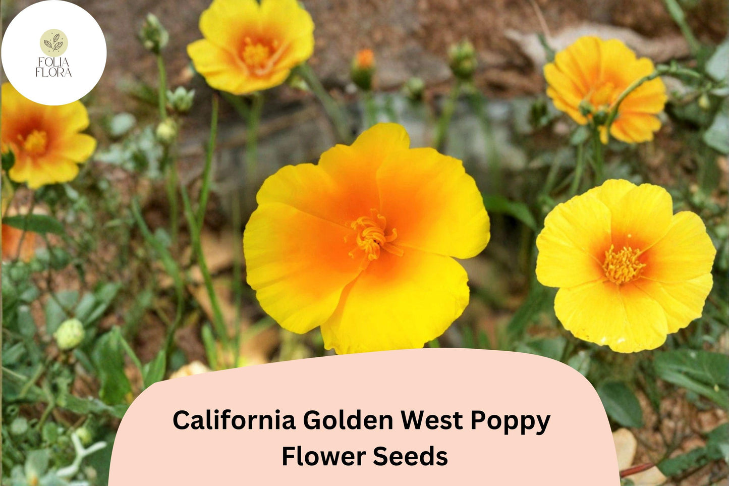 200+ California Golden West Poppy Seeds | Eschscholzia californica | Golden Yellow Blooms | Easy Wildflower Garden Seeds