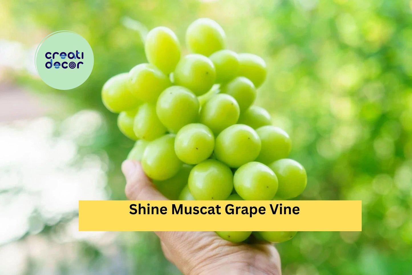 Shine Muscat Grape Vine Cuttings | Set of 5 Live Vitis Cuttings for Rooting or Grafting | Sweet Green Seedless Grape Variety